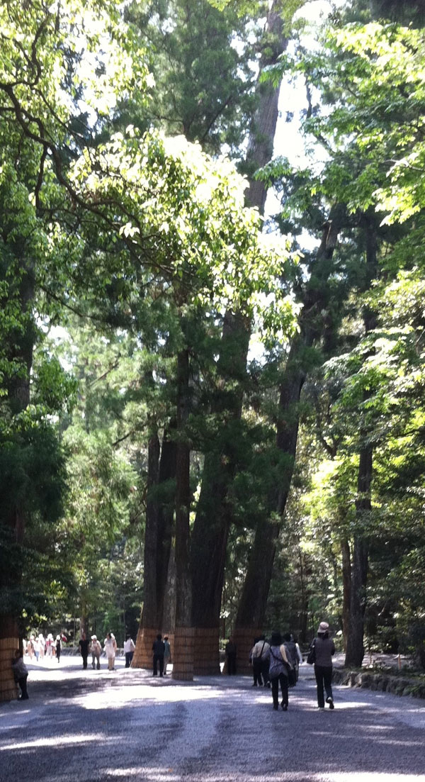 伊勢神宮　内宮　大木